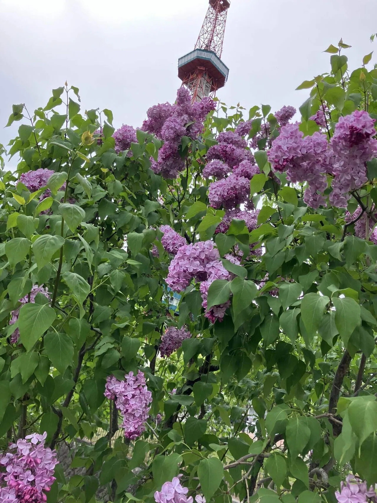 リラの花｜きたのまち