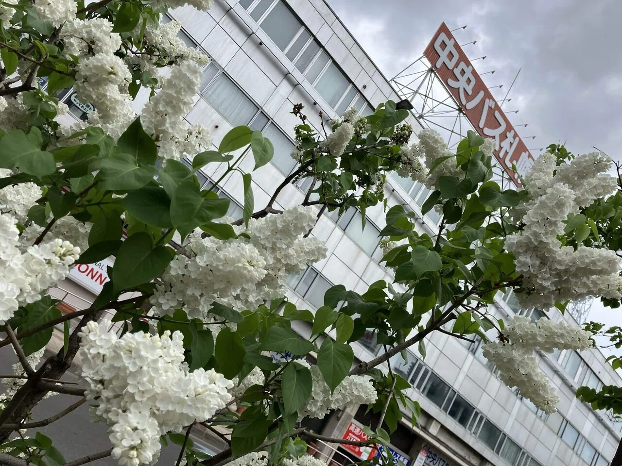リラの花｜きたのまち