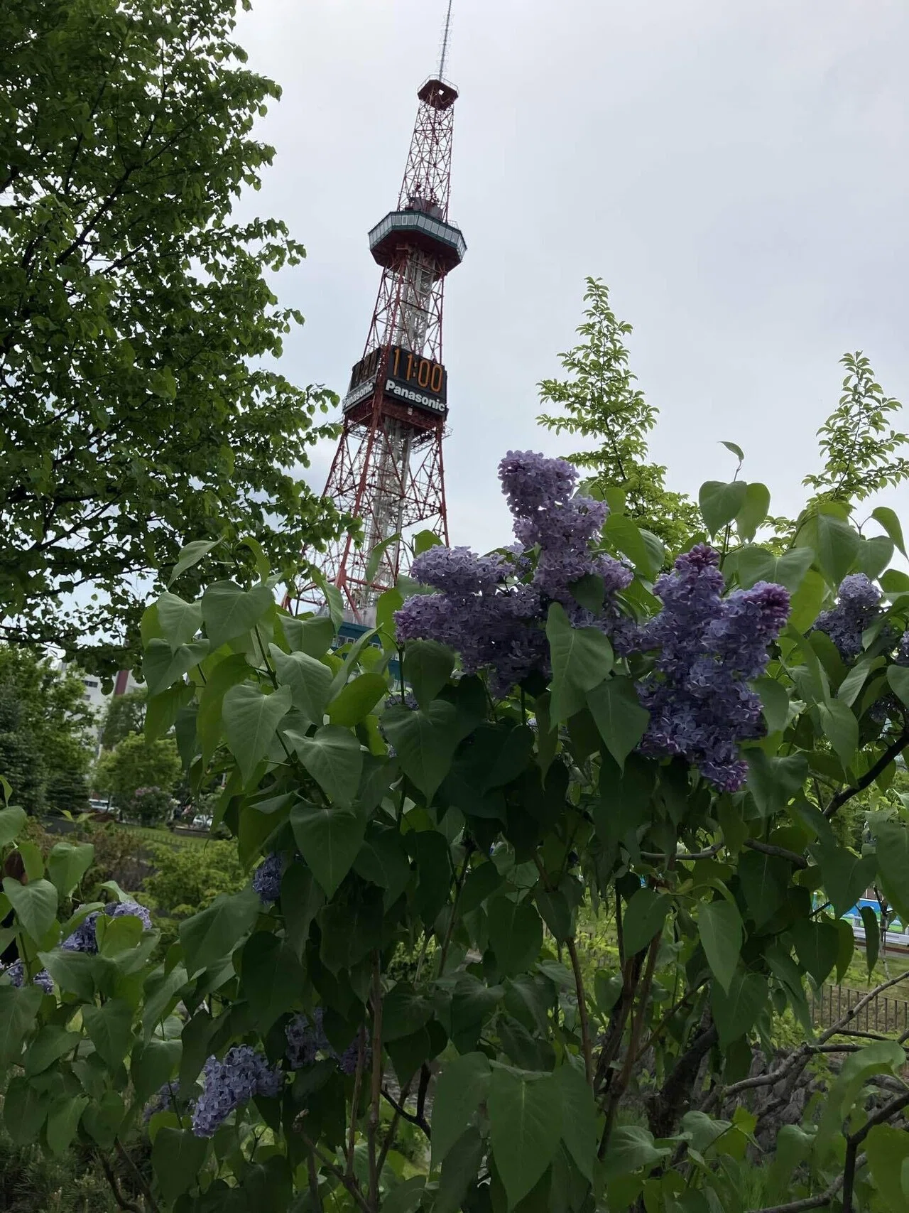 リラの花｜きたのまち