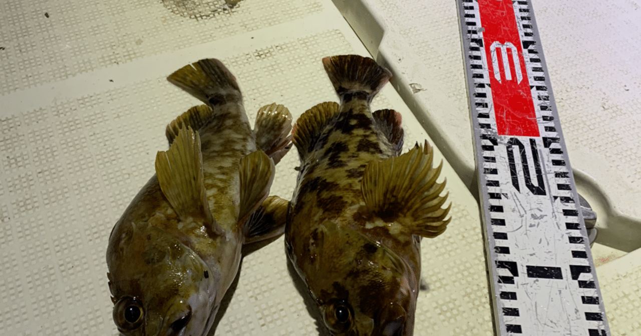 2月10日 月 ナイトシーバス カサゴ便釣果 カサゴは最大27センチ 両型揃いでした Bayworkstokyofishing Note