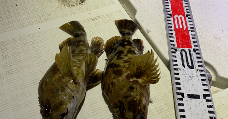 2月10日 月 ナイトシーバス カサゴ便釣果 カサゴは最大27センチ 両型揃いでした Bayworkstokyofishing Note 2月10日 月 ナイトシーバス カサゴ便釣果 カサゴは最大27センチ 両型揃いでした Bayworkstokyofishing Note