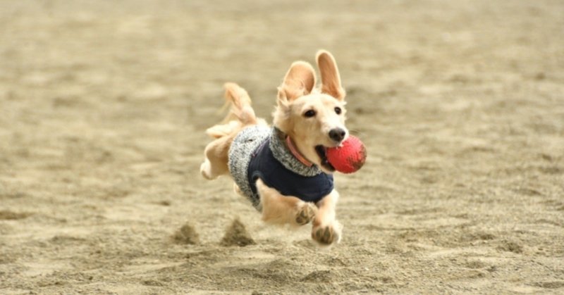 harry the dirty dog どろんこハリー haru note