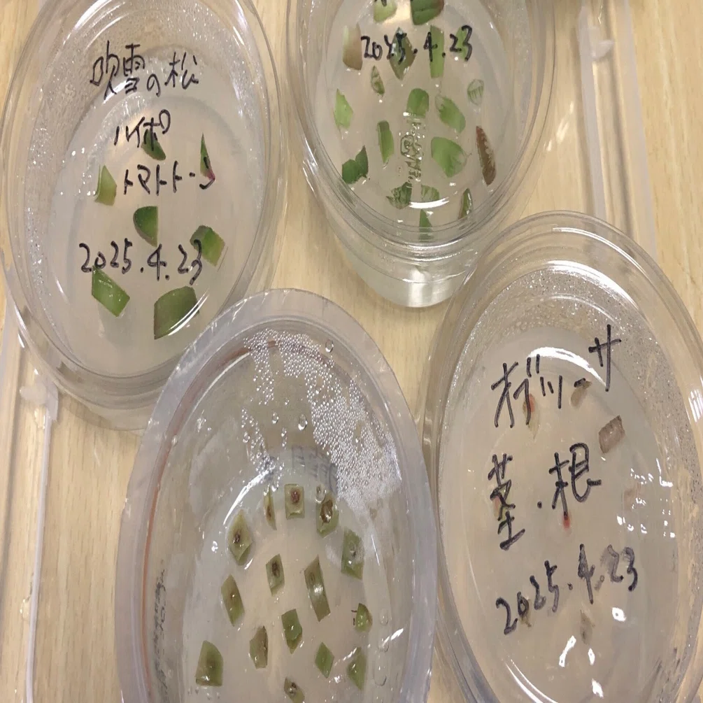 多肉植物の培地播種と葉挿し 2025/5/19更新｜たおた🌵Bizarre Shore