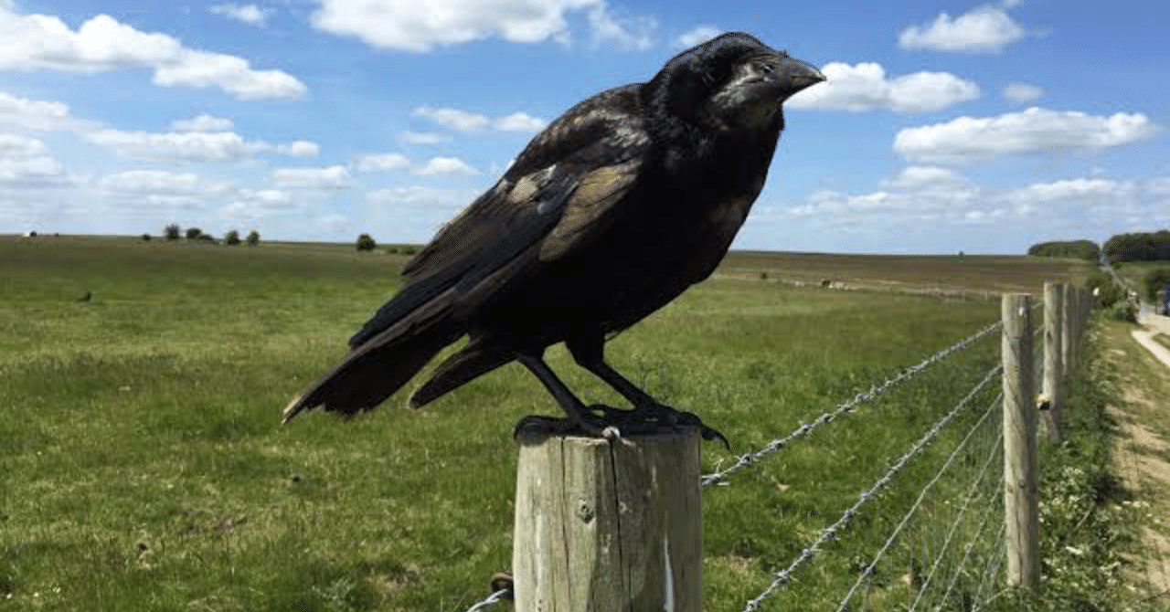 カラスのお話 毛玉の親分 Note