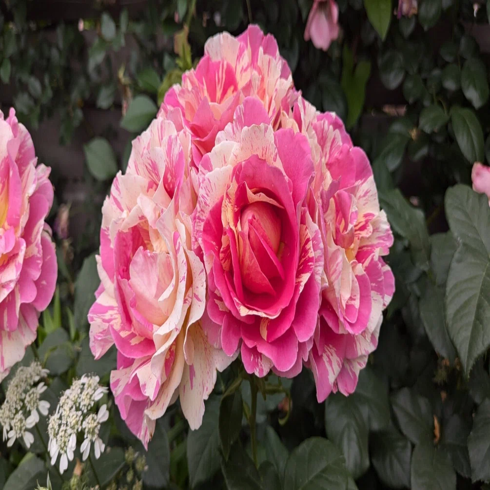 横浜イングリッシュガーデンの薔薇を愛でる（初訪問）｜白桃ゆめの