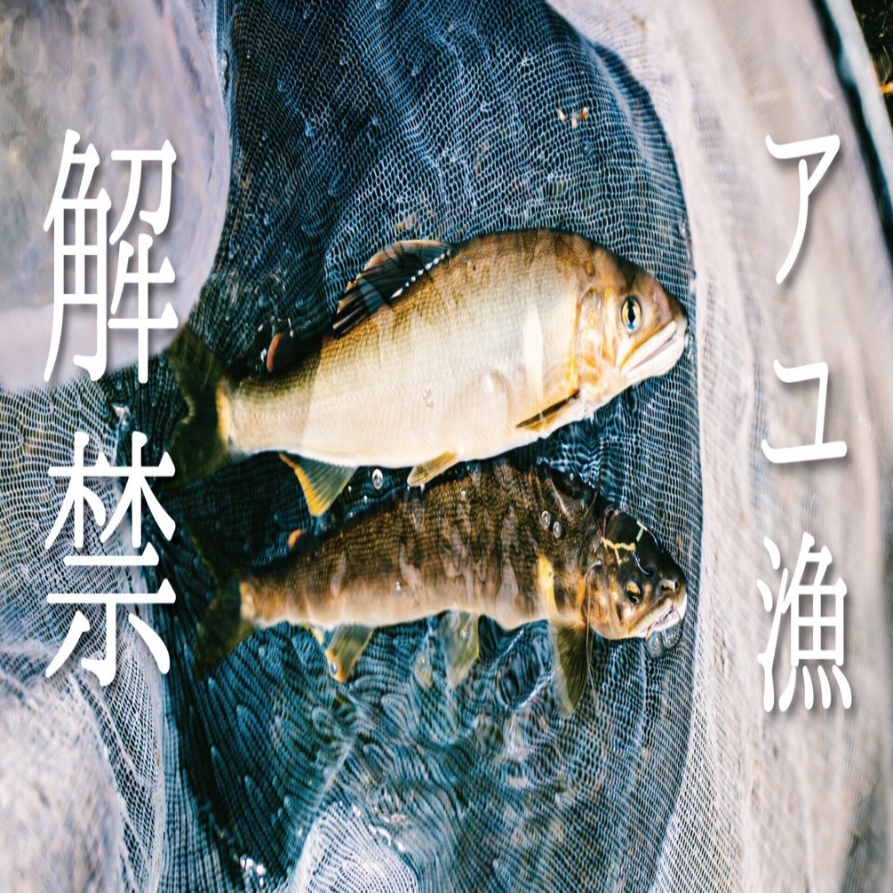 ☘️【希少・送料無料・匿名配送】 四国の川釣り アユ アマゴ 四万十川 吉野川 Searching for giant sweetfish in Shimanto River, Kochi