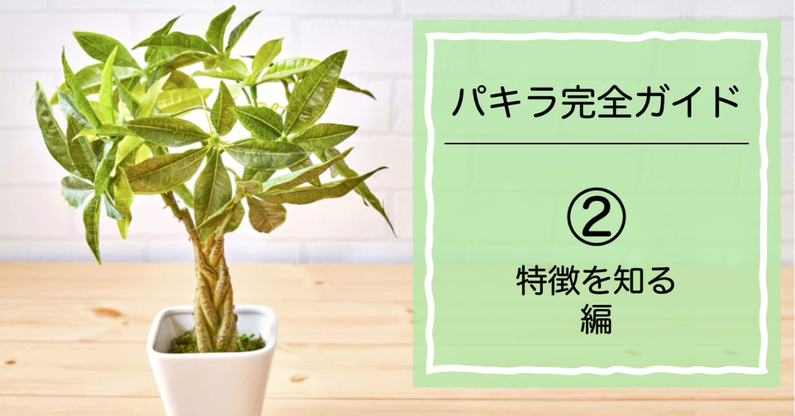 パキラと暮らすか、それ以外か？の分岐点〜パキラ完全ガイド②「特徴を