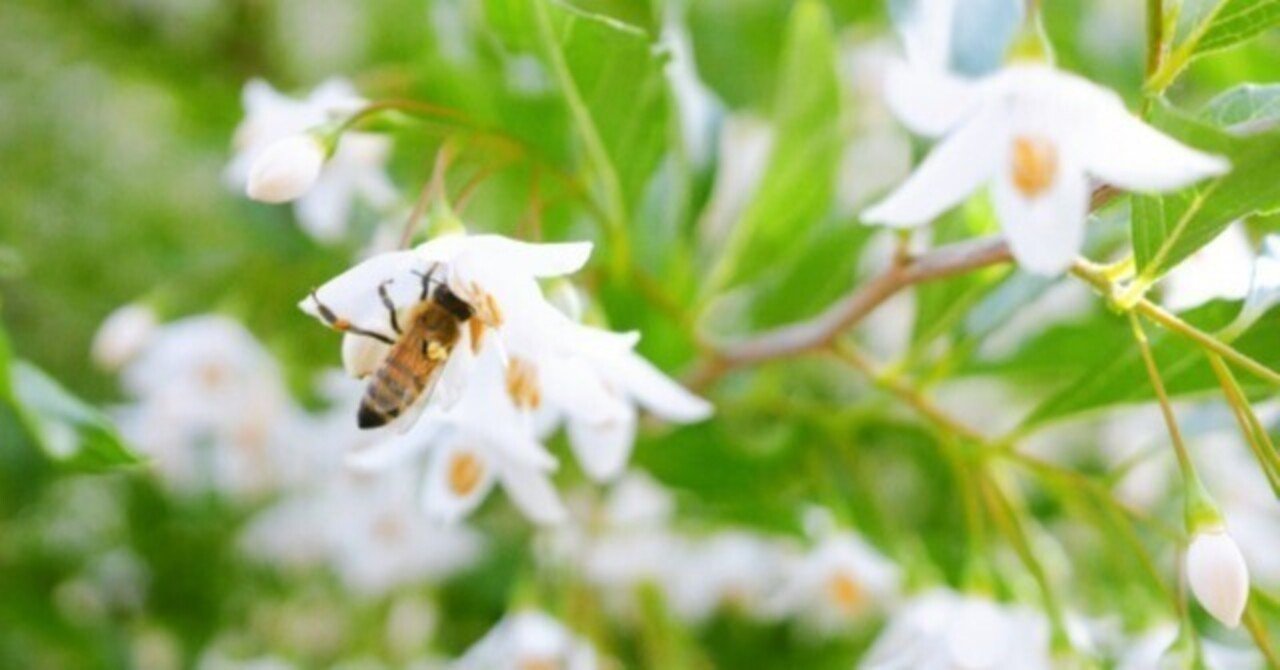 エゴの花咲くKiyono Watanabe