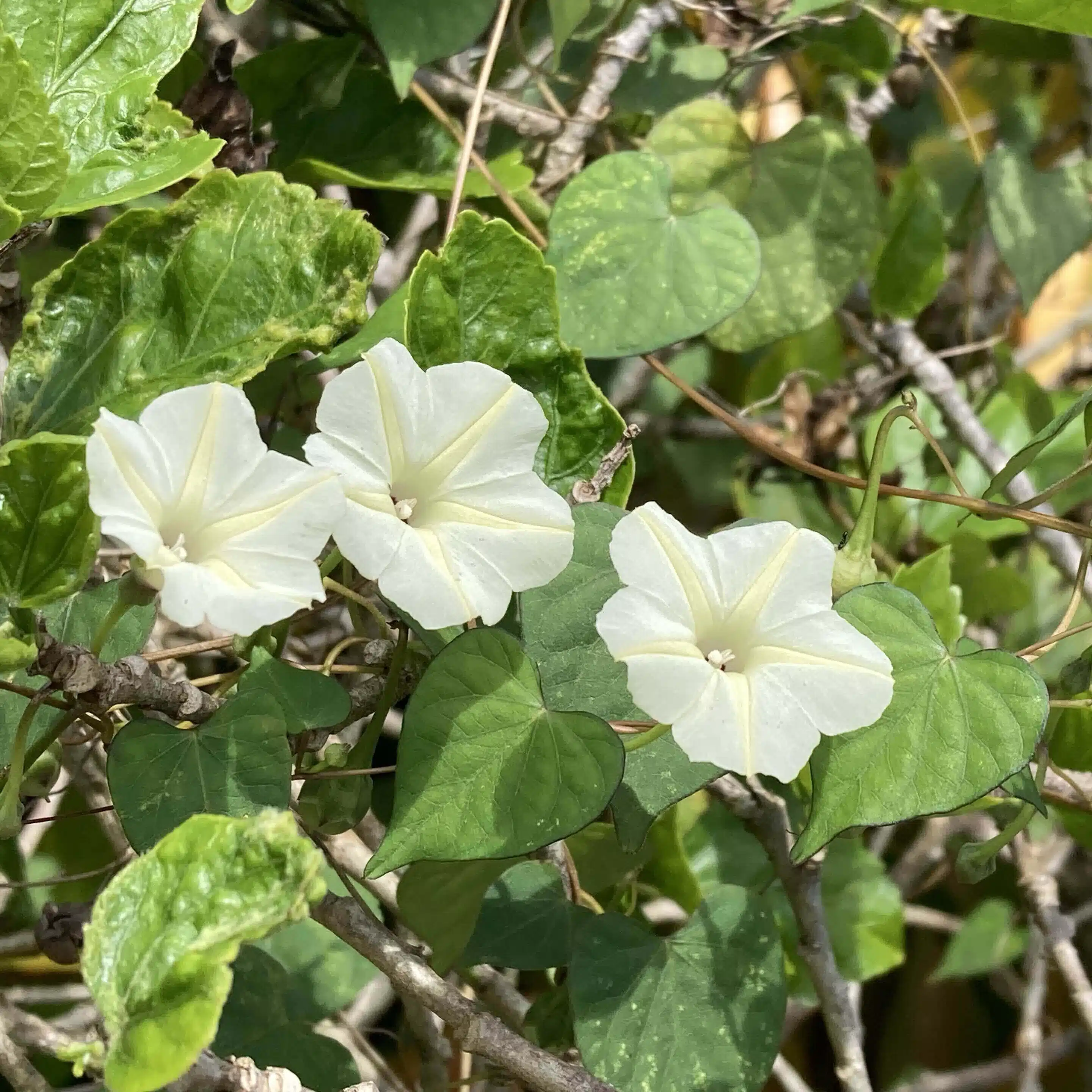 綿毛