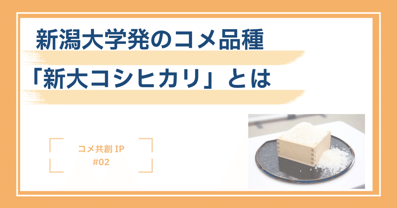 新潟大学発のコメ品種「新大コシヒカリ」とは －コメ共創