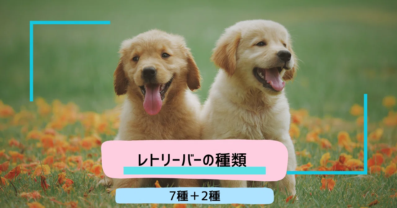 知ってた？レトリーバーの種類7種+2種｜白金gelato