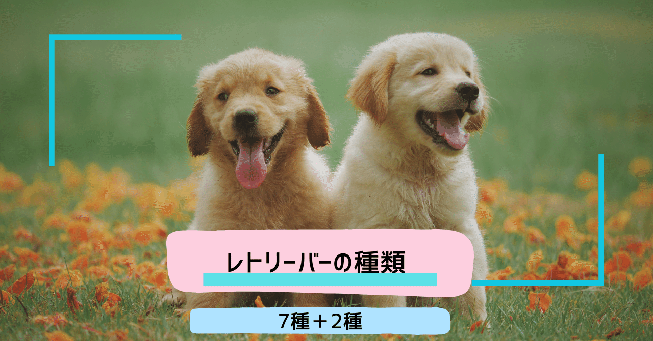知ってた？レトリーバーの種類7種+2種｜白金gelato