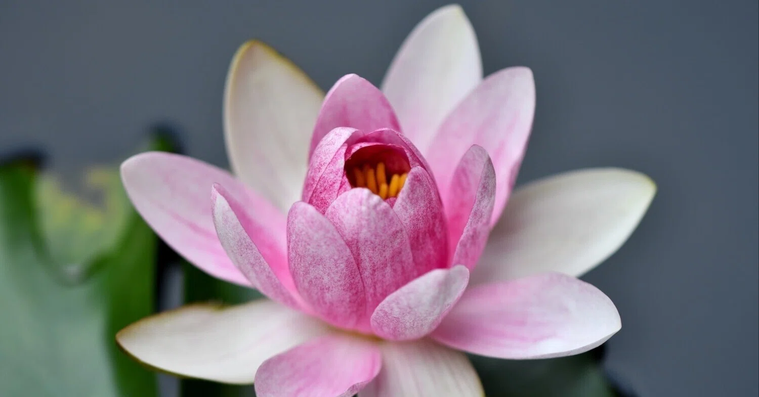 睡蓮の花、艶やかに・・・｜西田親生