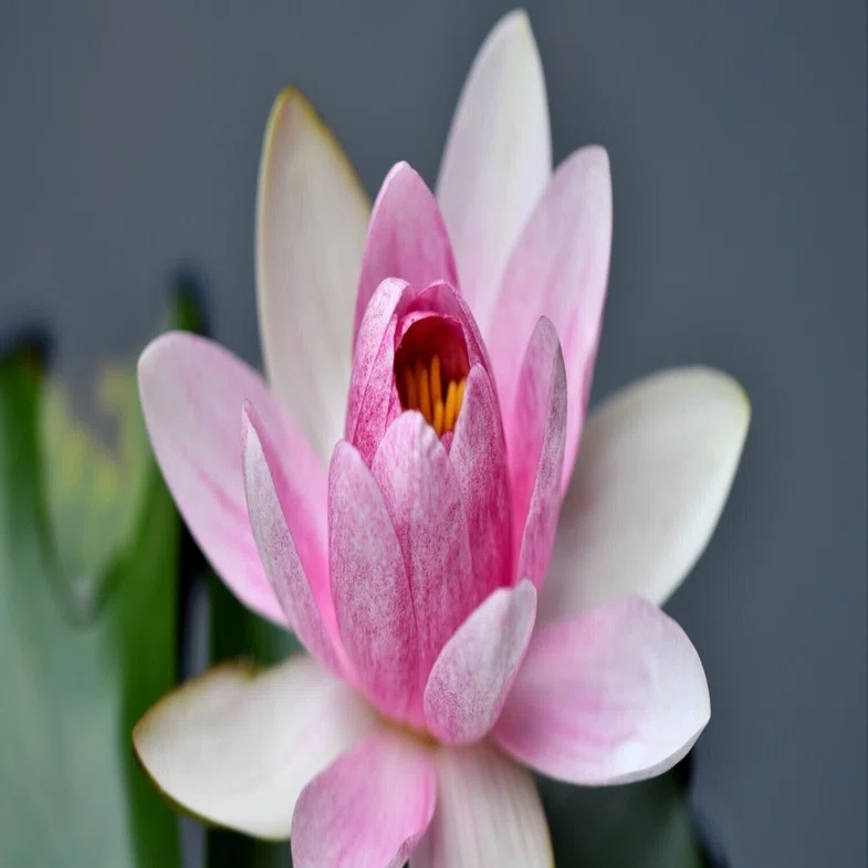 睡蓮の花、艶やかに・・・｜西田親生