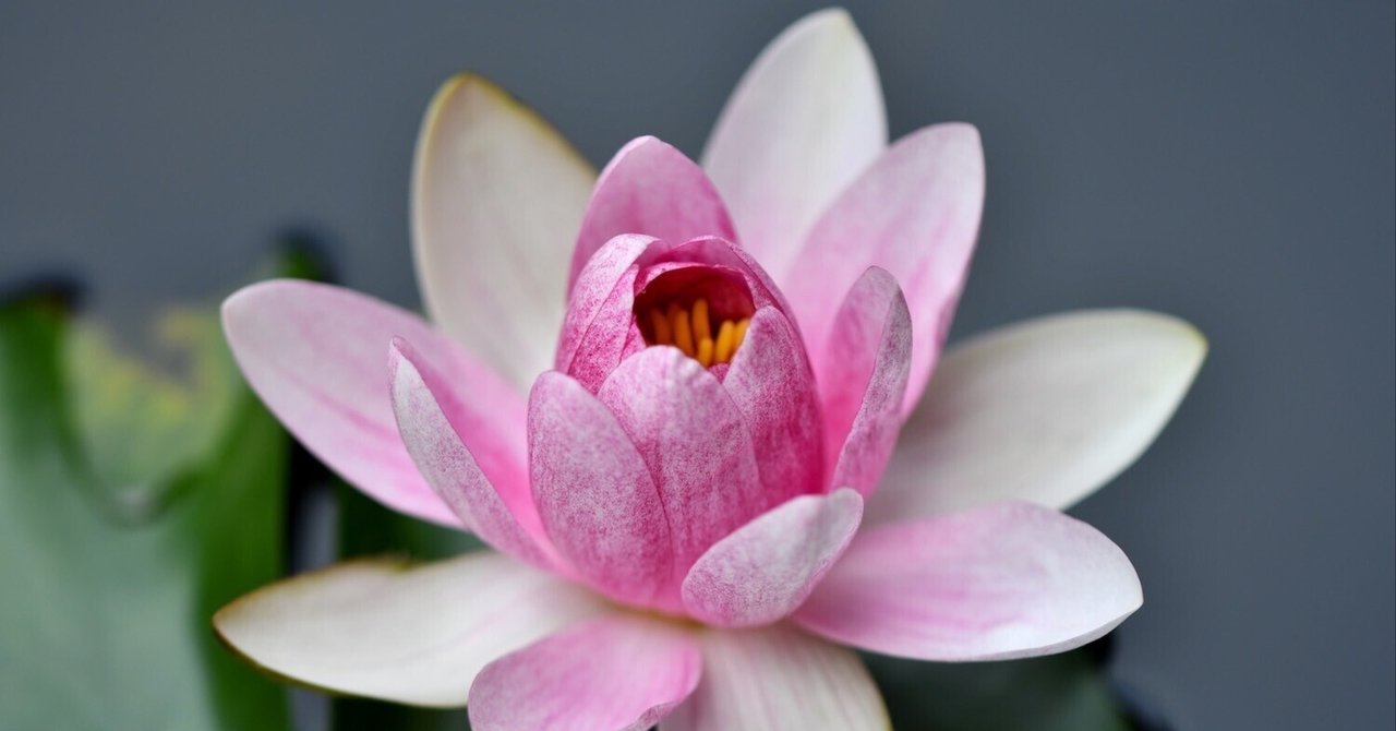 睡蓮の花、艶やかに・・・｜西田親生