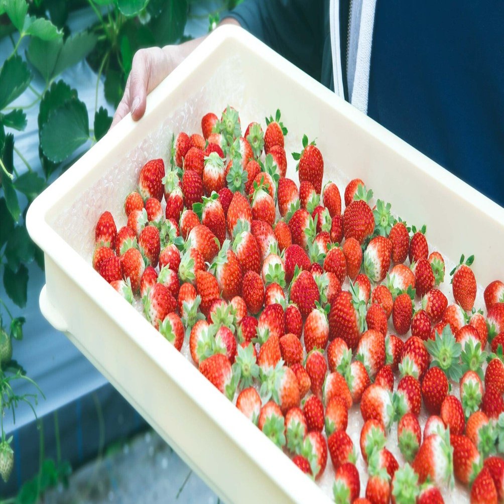 毎日の変化を見つめ美味しい苺へと導く日々 - （長野県）サマー