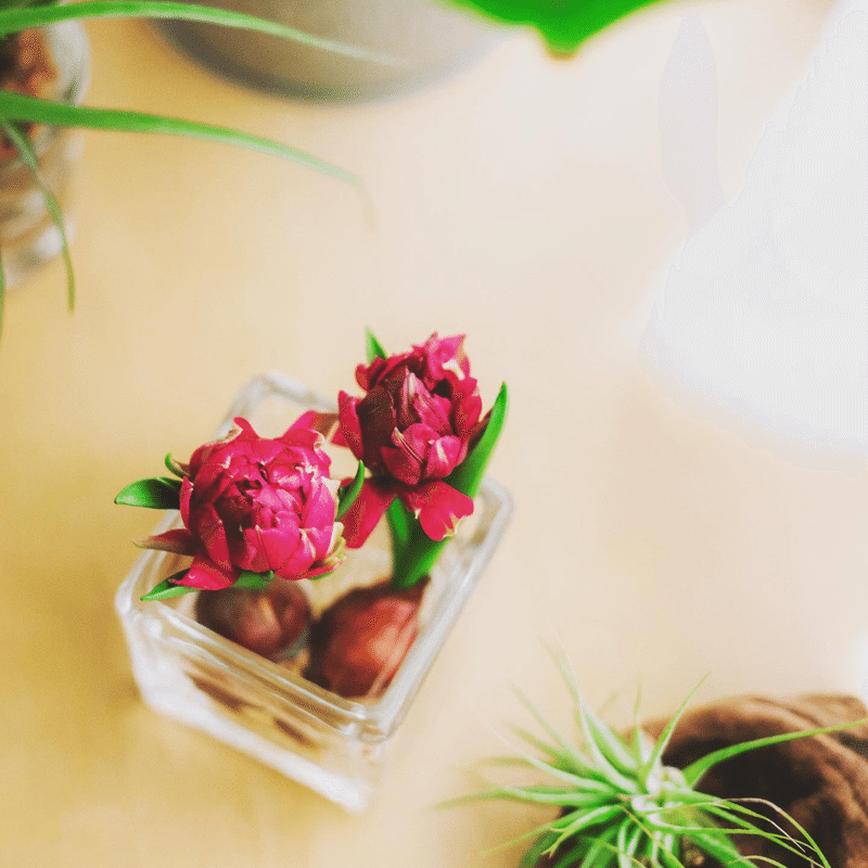 春の球根植物 Aco Note