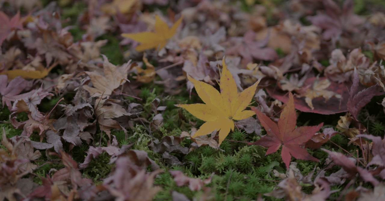 人気のコピートレード配信者60大島優子(fx投資家)