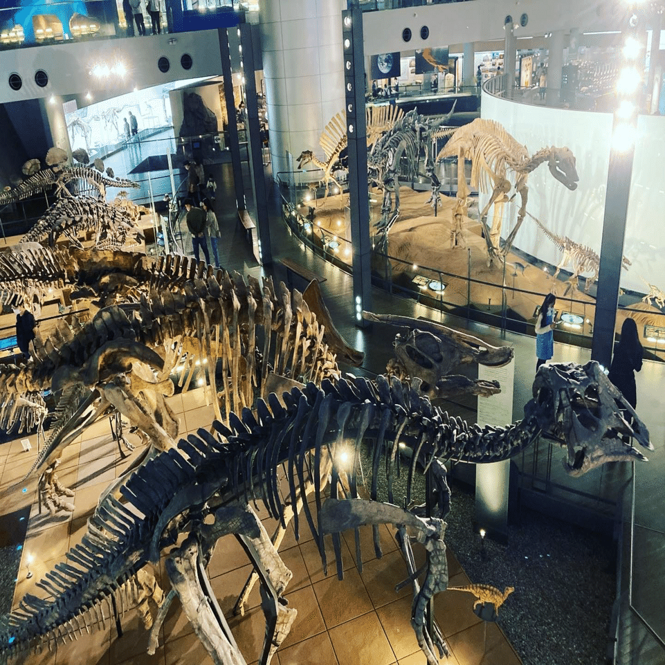 コミックエッセイ】福井で見た恐竜の化石｜kuromaku