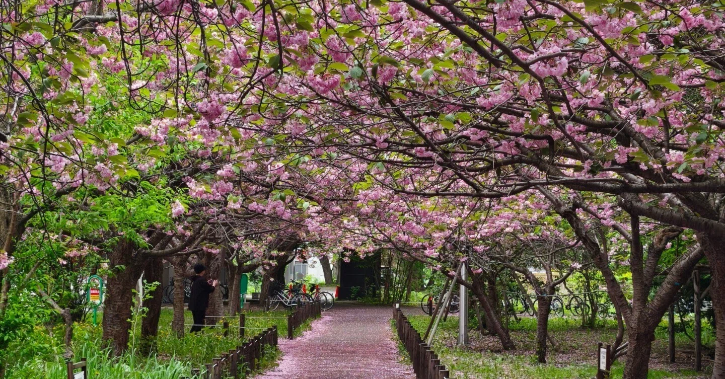 北大医学部の八重桜並木と夕方の大通公園のライラック（2025年5月17日