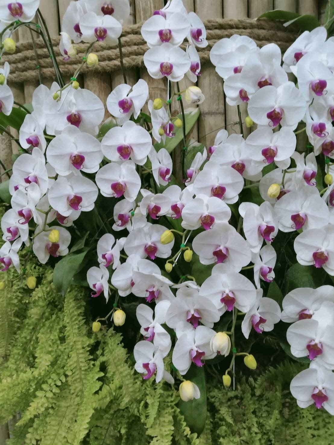 昨日 ランの花を見て 家の木に自生させたいです 時期的に雨季に取り組もうかとまず簡単に強いランを探そう 花 があるだけでめちゃくちゃいい感じになるので真剣に考えます Uwan モリンガ栽培と物作り Note 昨日 ランの花を見て 家の木に自生させたいです 時期的に雨季に取り組もうかとまず簡単に強いランを探そう 花 があるだけでめちゃくちゃいい感じになるので真剣に考えます Uwan モリンガ栽培と物作り Note