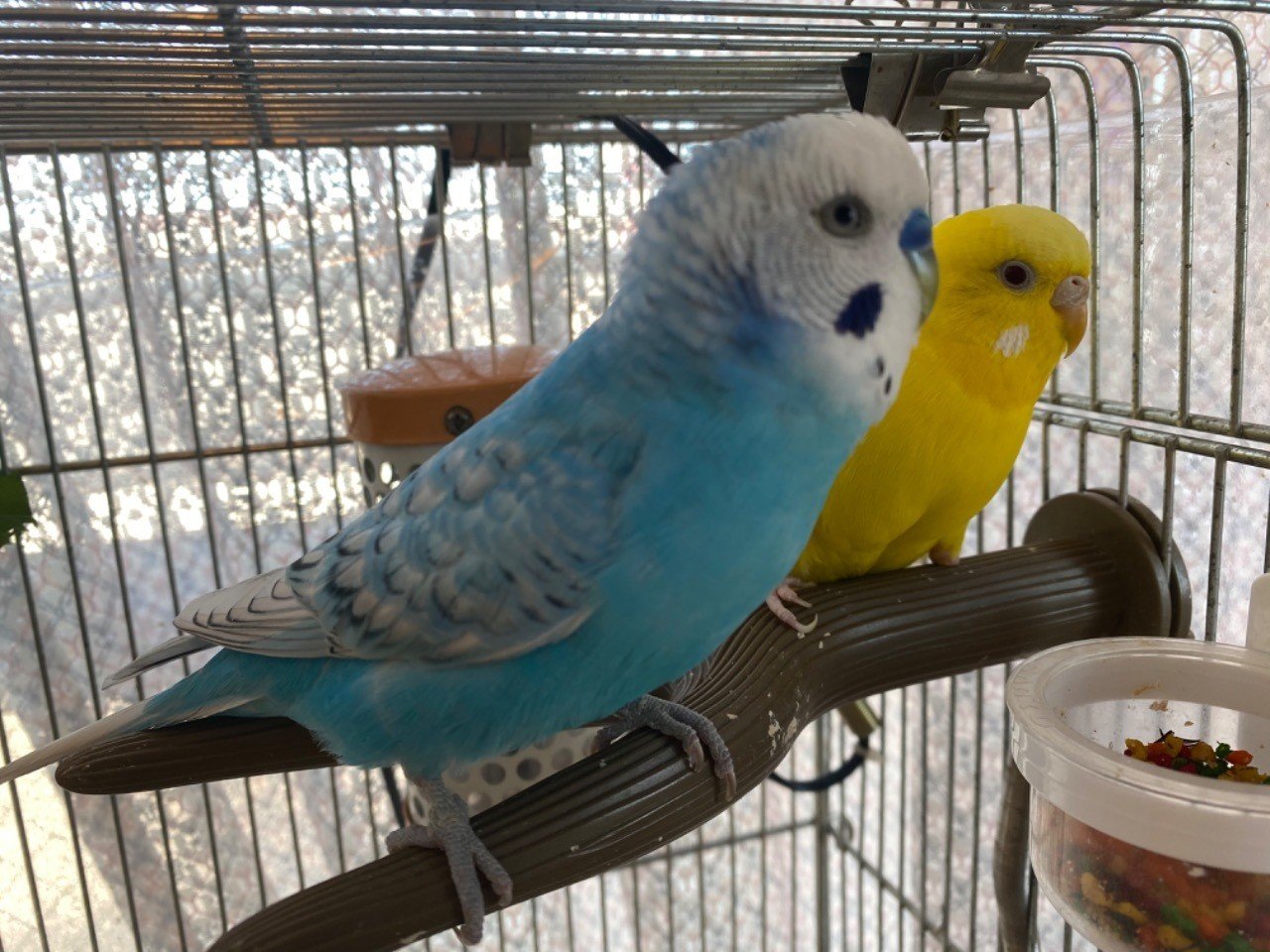 うちの もふひよ を紹介しよう 片足セキセイインコの暮らし りあこ Note うちの もふひよ を紹介しよう 片足セキセイインコの暮らし りあこ Note