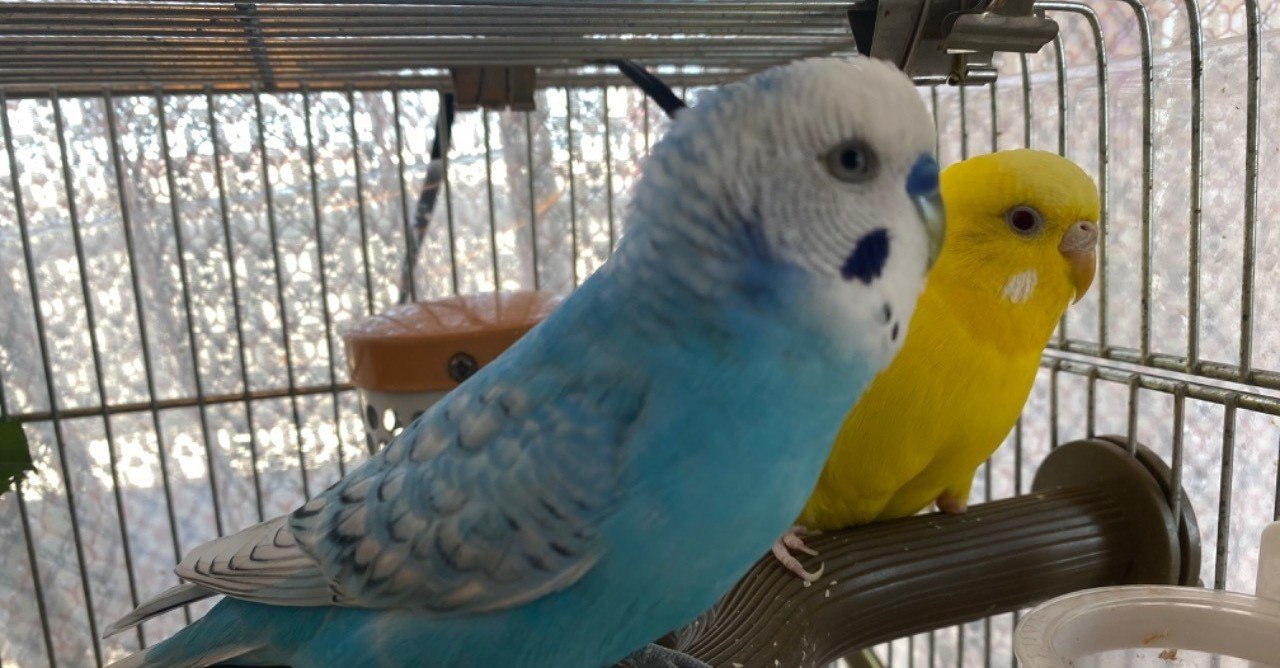 インコ の新着タグ記事一覧 Note つくる つながる とどける
