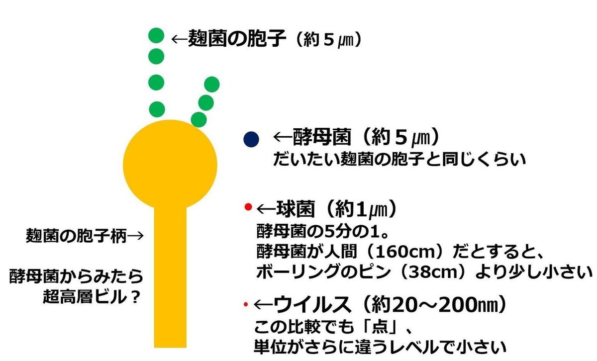 麹菌模式図大きさ比較