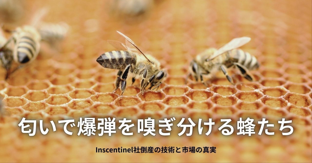 ミツバチ シマトネリコを訪れる日本ミツバチ