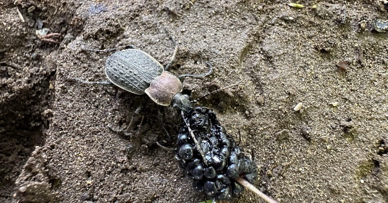 クワの実を食べるセアカオサムシ｜トモロウ