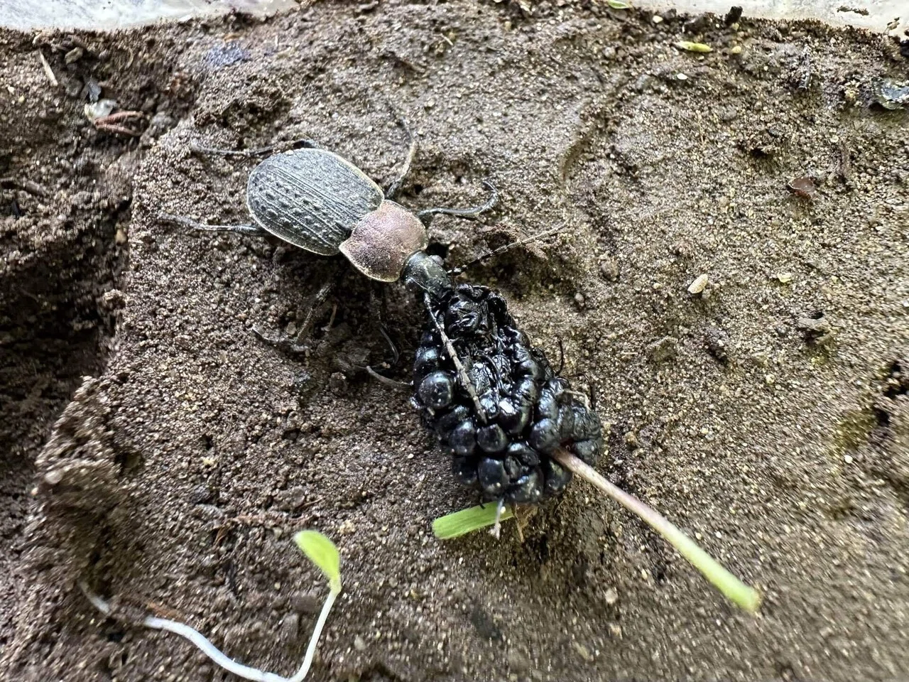 クワの実を食べるセアカオサムシ｜トモロウ