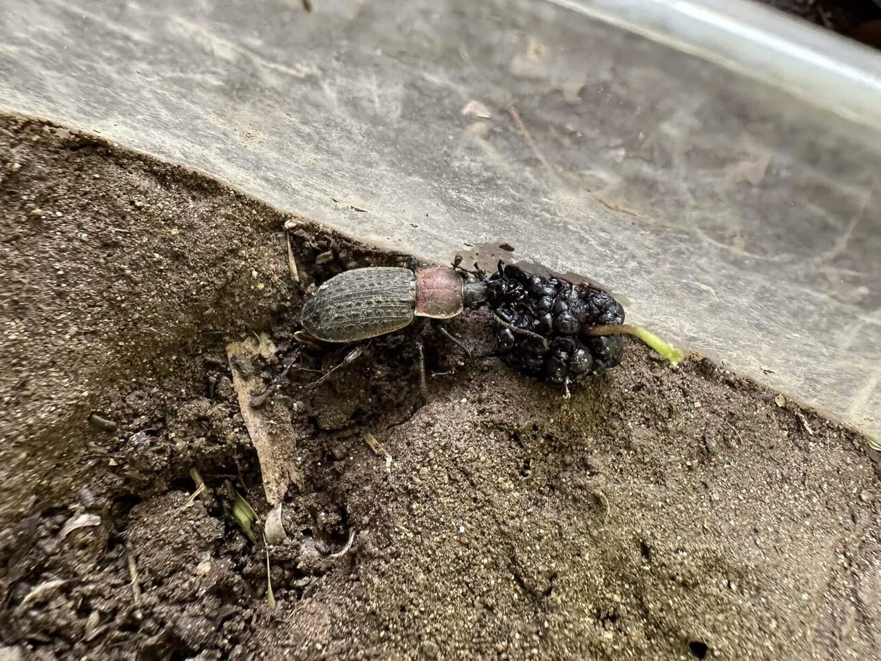 クワの実を食べるセアカオサムシ｜トモロウ