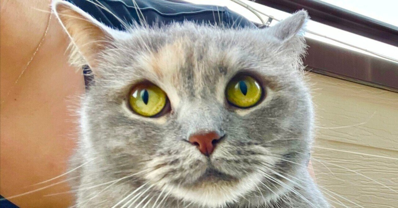 【第3弾】株の深掘り+IRに問い合わせする日|5月21日のルーティンしんたろーの毎日のルーティンワーク|30代でがんに!5年後の寛解に向けて前向きにルーチンワークを綴る