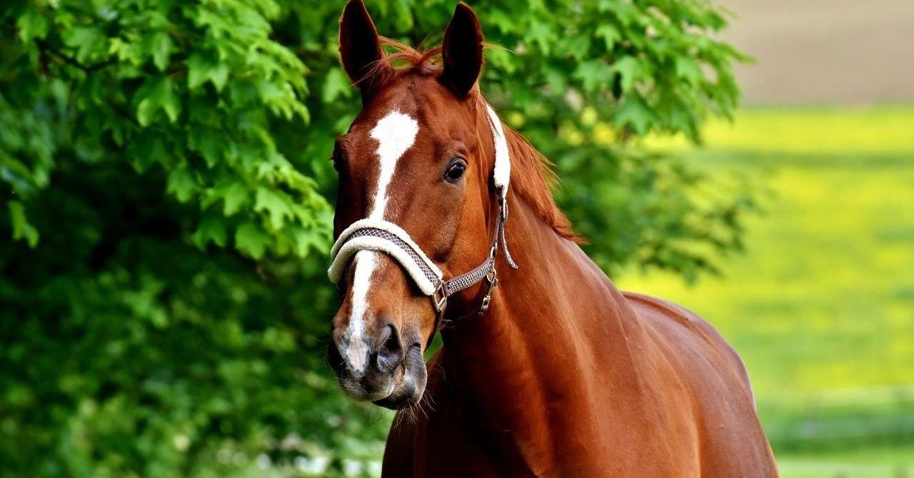 サラブレッドに輝かしい未来と感動を 馬旅 Note サラブレッドに輝かしい未来と感動を 馬旅 Note