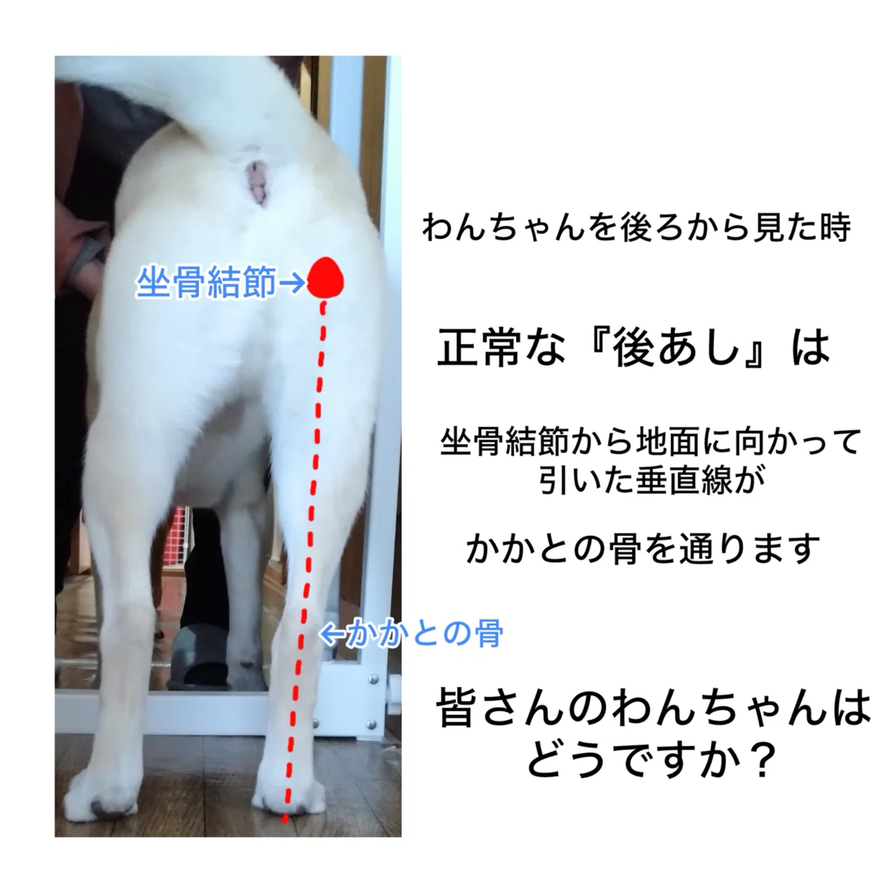 28 ワンちゃんの後ろあしを観察しよう（総論）｜犬のマッサージ師