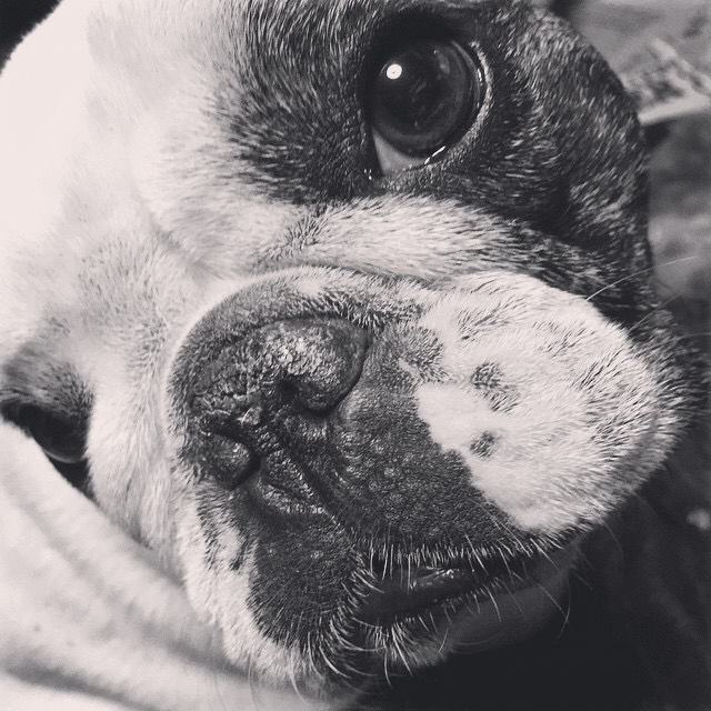 犬はいつだって冷静に 彼女は時に怒っていた 過去写真 加工写真 Alexandre Ishii Note 犬はいつだって冷静に 彼女は時に怒っていた 過去写真 加工写真 Alexandre Ishii Note