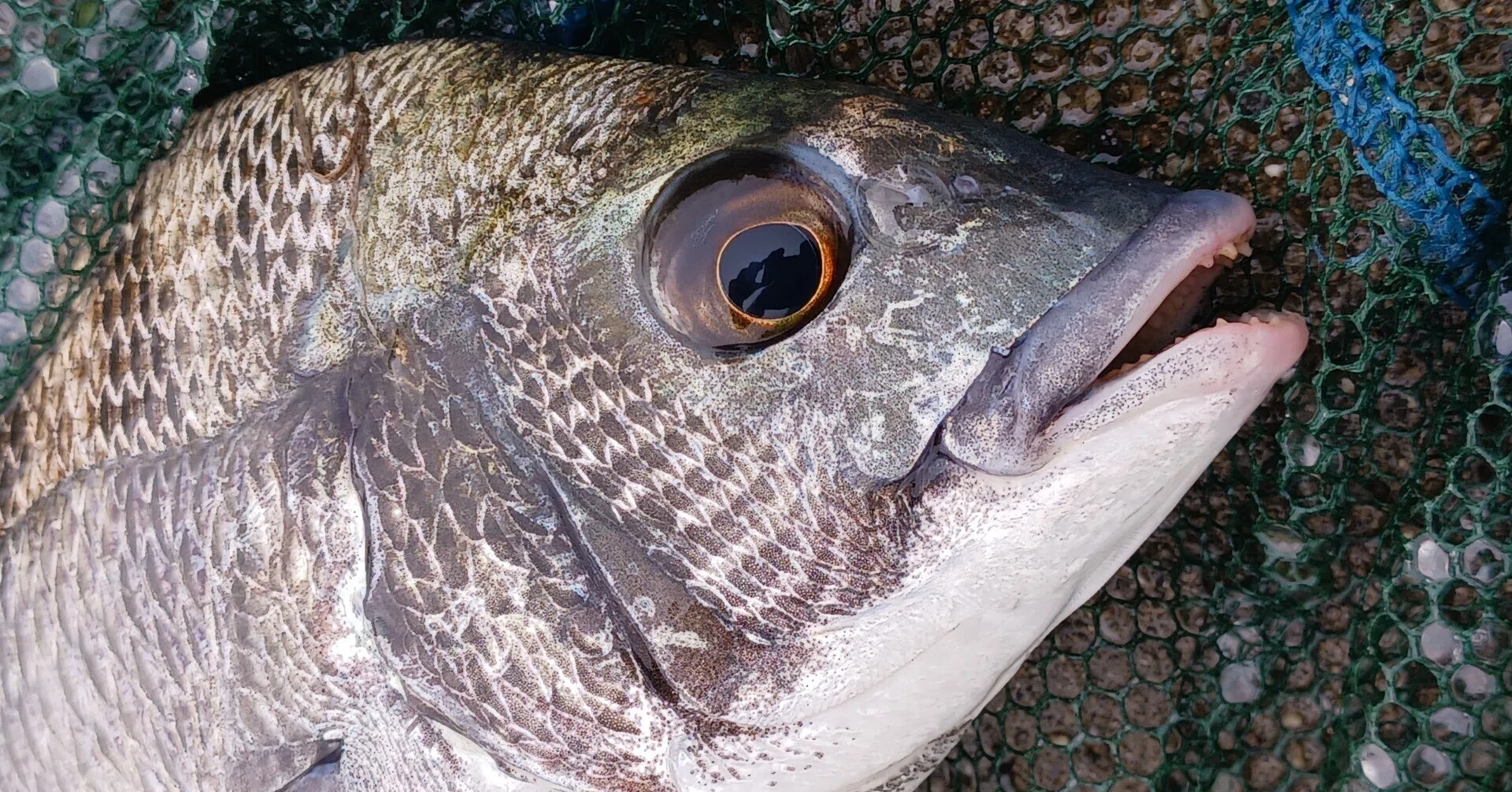 お久しぶりのクロダイ釣り やっぱりヘチ釣りは裏切らない！｜マチツリ