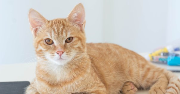 私の推しは死んでいます。───福島次郎先生へ愛をこめて「蝶