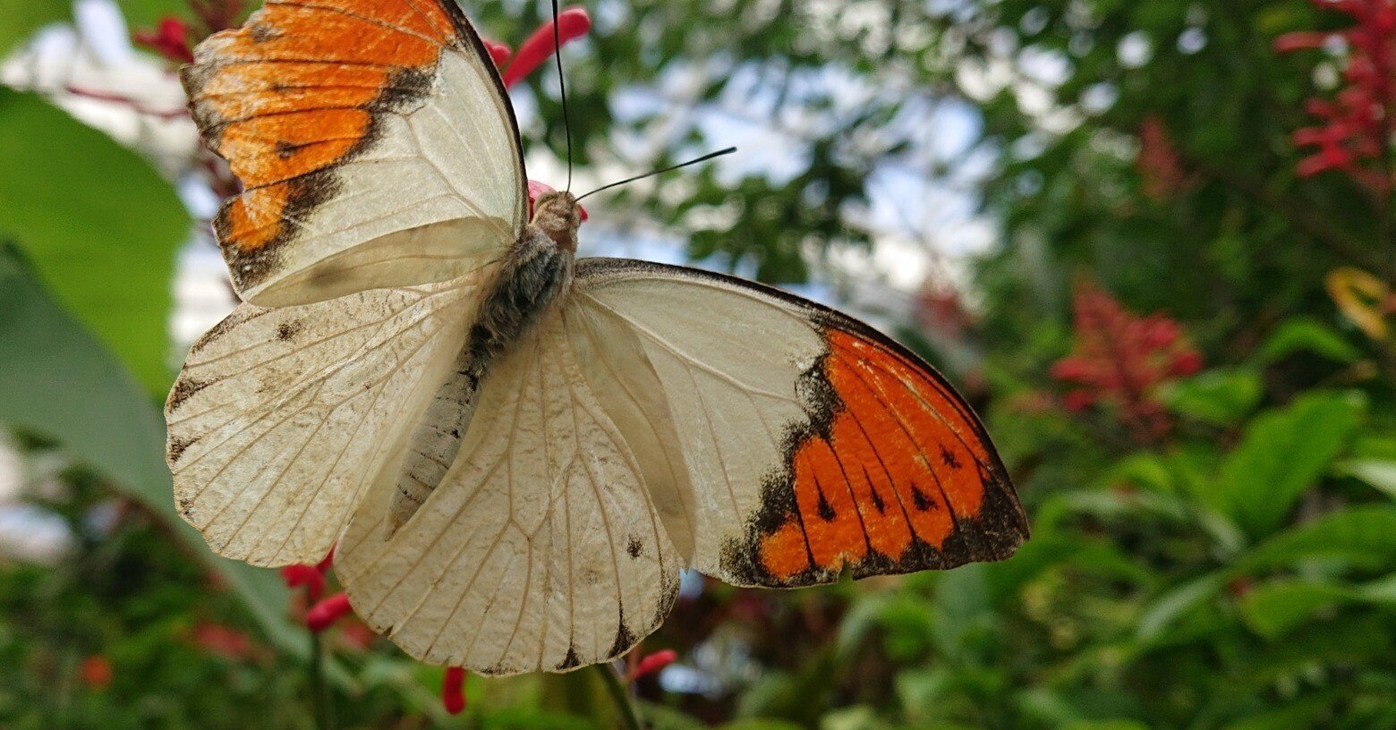 f2ce686bc6ba6afd6c4e80129a2105