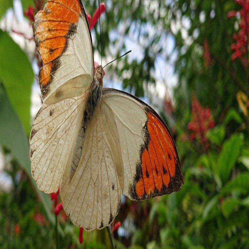 蝶と回文：ツマベニチョウ（伊丹市昆虫館の思い出）｜ぱぴりお(虫と回文)