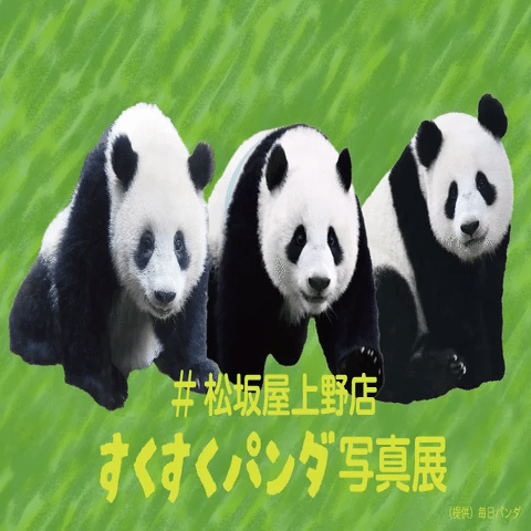 6月はパンダたちの誕生日！ハッピーパンダフルデイズを開催！｜上野案内所