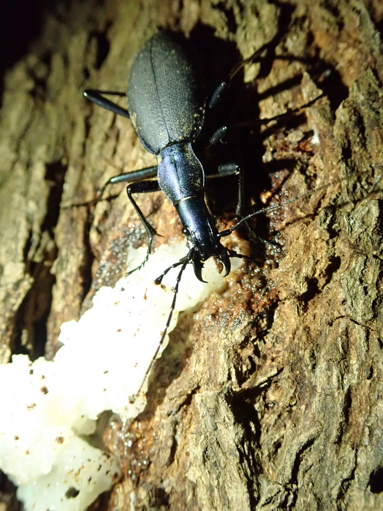 クワの実を食べるセアカオサムシ｜トモロウ