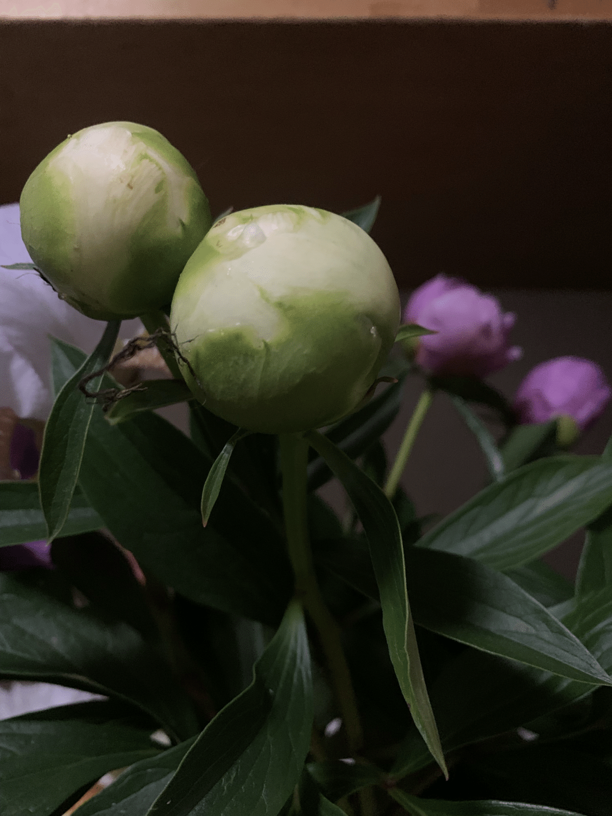 芍薬という花｜オポチュニティ