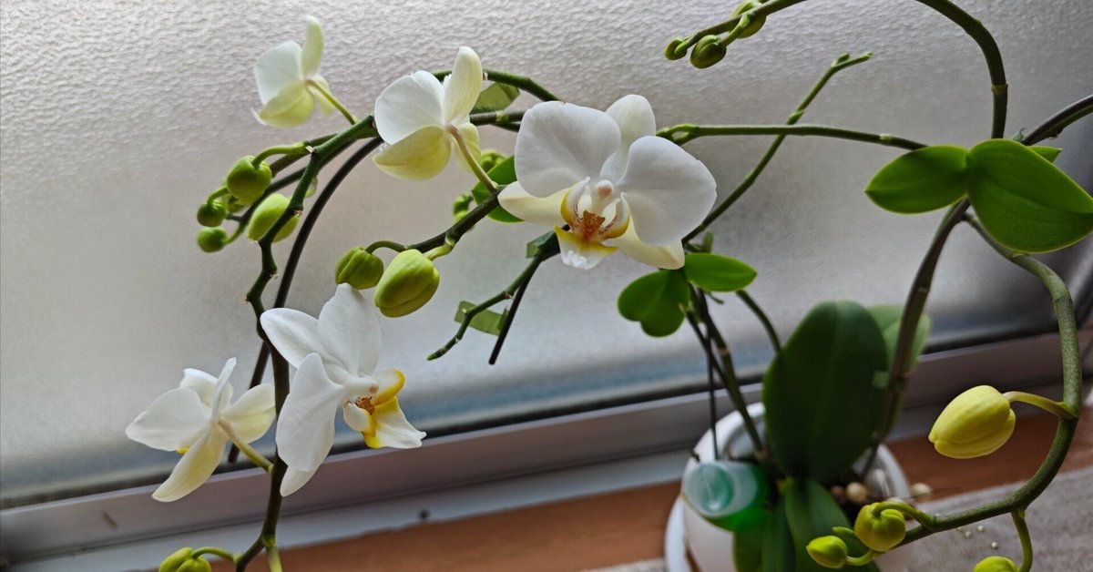 去年のミニ胡蝶蘭💮…6輪も咲きましたぁ〜✨｜ぴんきぃ〜🌸