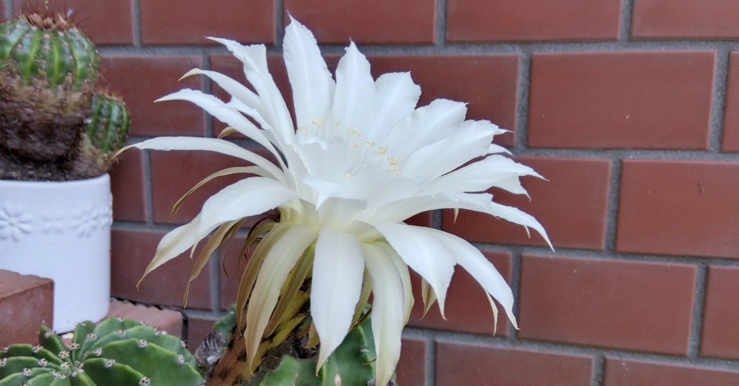 花サボテン サボテンの花が咲きました｜takki