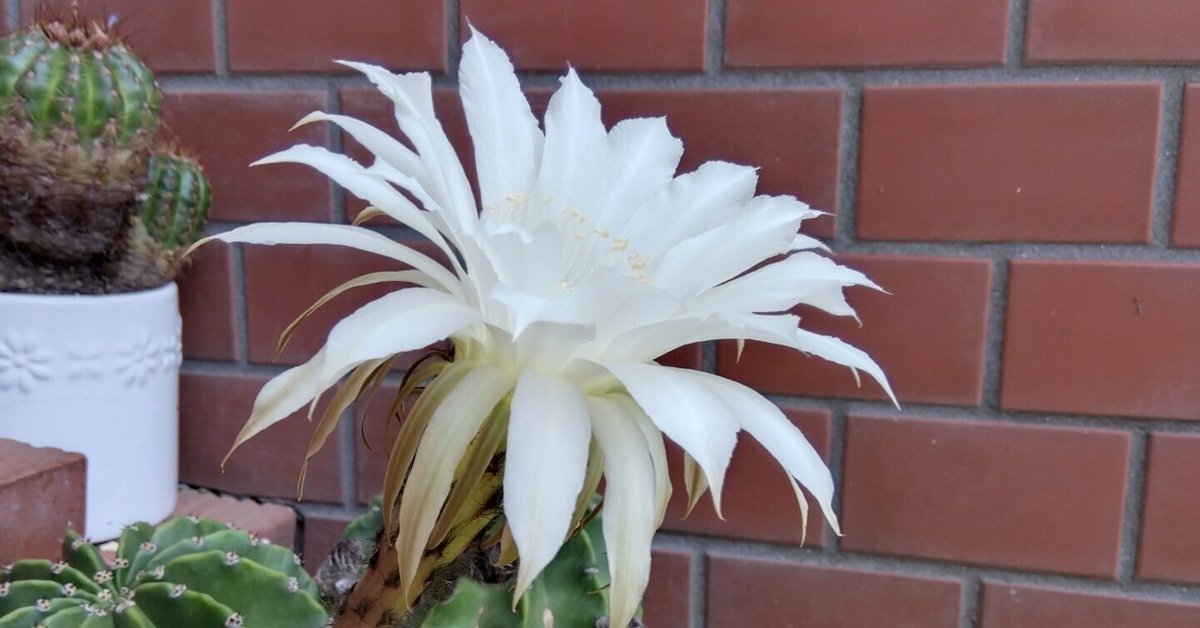 花サボテン とちぎ花センター #バニーカクタス #多肉植物 #オプンチア属