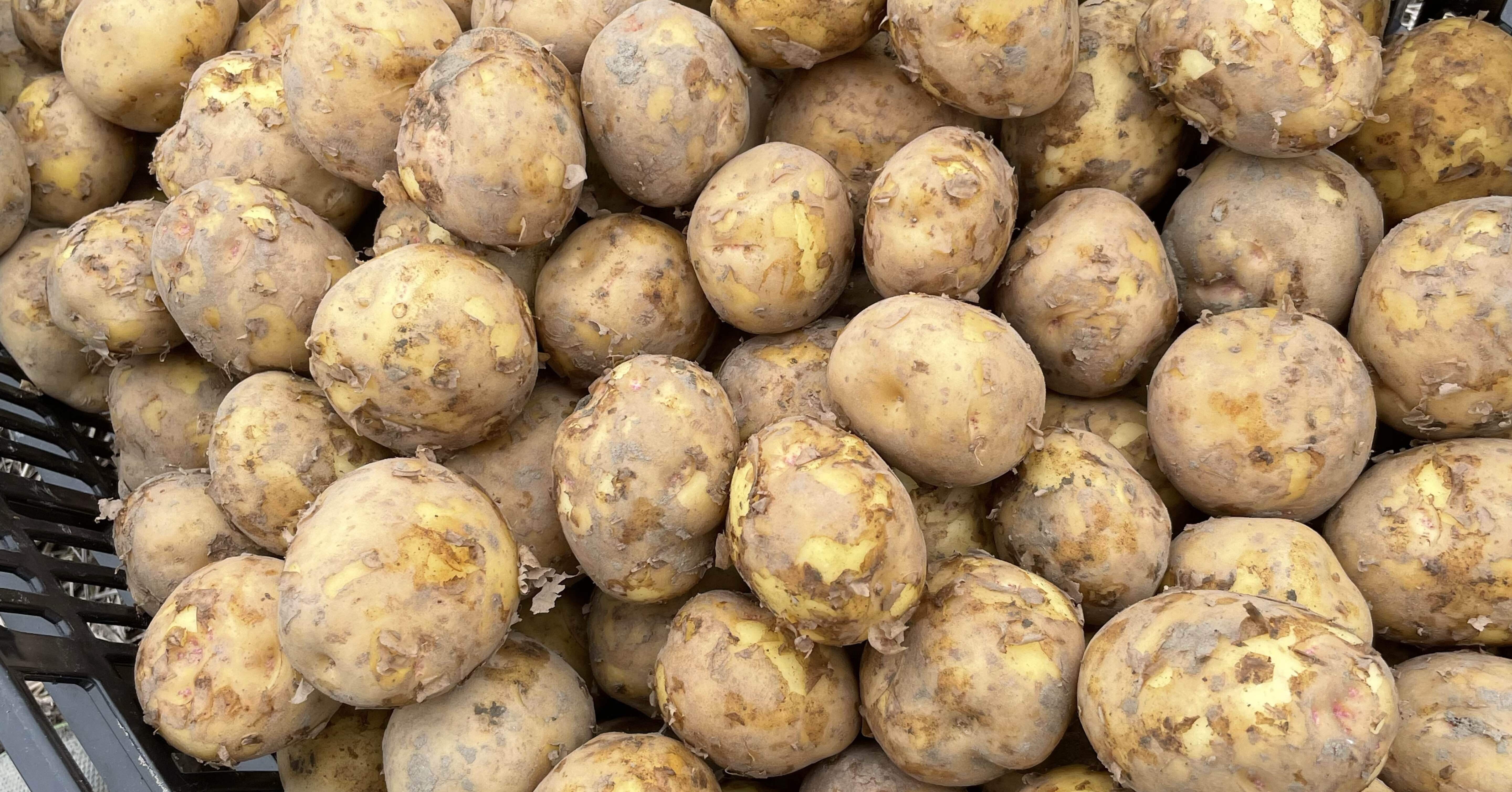 20畑[ジャガイモノコト]｜「野菜ってなんだっけ？」