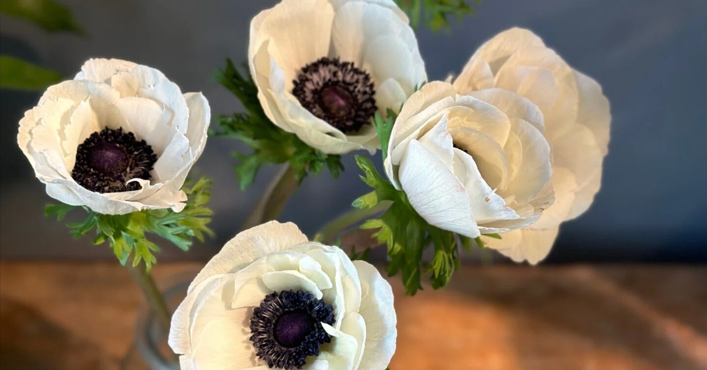 Flower of the Day: Anemone White Black Center｜花屋のラフ