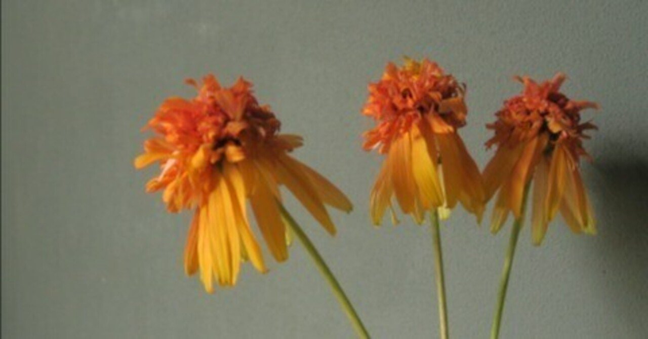 今日の花 エキナセア マーマレード｜花屋のラフ