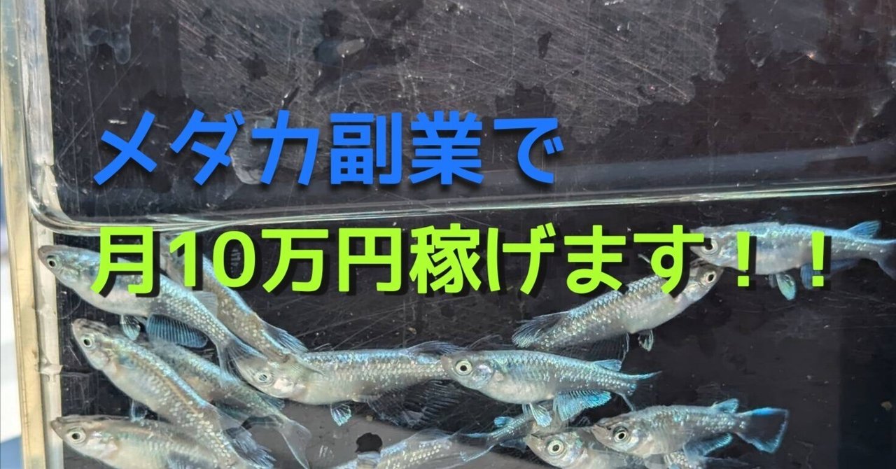 メダカを販売しだして2年。月10万円以上を稼げました!!さんぽ